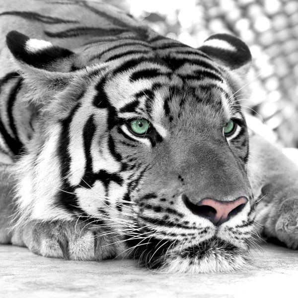 Картина на холсте Тигр, арт hd0393401