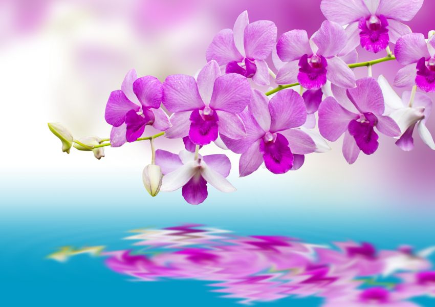 Фреска ветка орхидеи