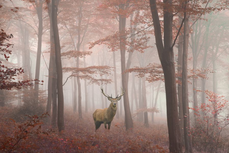 Фреска Олень в туманном лесу