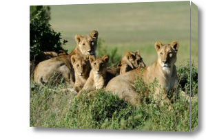 Картина семейство львов