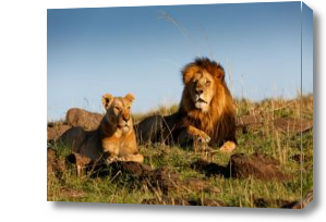 Картина семья львов