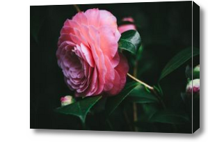 Картина Хрупкие лепестки нежной розы